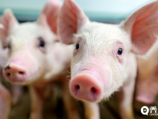 两大养猪企业同时爆雷 猪肉价格会不会涨?