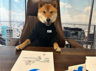 马斯克宣布自己的爱犬弗洛基为推特新CEO,并称盈利后将出售推特