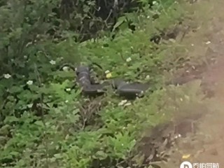 凉山网友拍摄到一条长了“牛角”的蛇,难道“天青牛蟒”来到人间了?