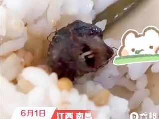 谁都能看清楚的老鼠头 为什么要成立联合调查组才弄明白