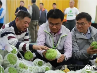 台湾台东几千吨凤梨释迦2021年暂停输往大陆市场后,行情“雪崩式下跌”。