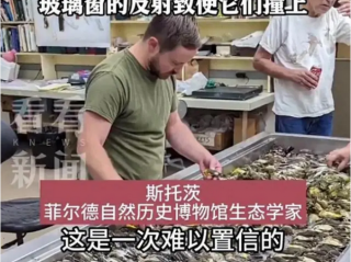 芝加哥近千只鸟集体撞向一栋大楼后死亡!数千只死鸟尸体掉在地上厚得像地毯